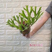 ☆輸入直後☆128L ビカクシダ 植物☆Platycerium ridleyi (プラティケリウム リドレイ)Center Borneo Wild/麋角羊歯_画像7