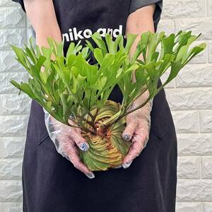 *4/27 import *14L staghorn fern plant *Platycerium ridleyi ( pra tikeliumlido Ray )Center Borneo Wild/. angle . tooth 