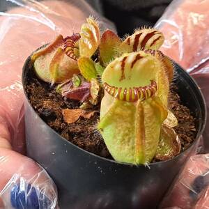 ☆1円スタート☆41 セファロタス 植物☆Cephalotus follicularis (セファロタスフォリキュラリス)/食虫植物