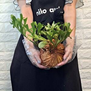 *4/27 import *110+ staghorn fern plant *Platycerium ridleyi ( pra tikeliumlido Ray )Center Borneo Wild/. angle . tooth 