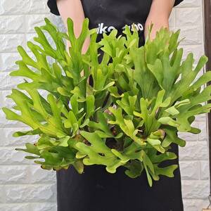 * import immediately after *143L staghorn fern plant *Platycerium ridleyi ( pra tikeliumlido Ray )Center Borneo Wild/. angle . tooth 