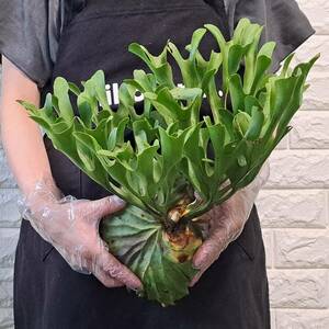 *5/22 import *132L staghorn fern plant *Platycerium ridleyi ( pra tikeliumlido Ray )Center Borneo Wild/. angle . tooth 