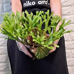 *5/22 import *137L staghorn fern plant *Platycerium ridleyi ( pra tikeliumlido Ray )Center Borneo Wild/. angle . tooth 