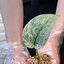 ☆3/15輸入☆144 スキンダプサス 植物☆Scindapsus Satin Marbel(スキンダプサス)/ サトイモ_画像8