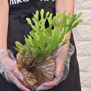 *4/27 import *18+ staghorn fern plant *Platycerium ridleyi ( pra tikeliumlido Ray )Center Borneo Wild/. angle . tooth 