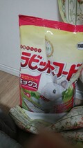 オレンジホソワラジムシ幼体約100匹です。初心者でもそだてやすい方となります!室内で飼育しております。_画像5