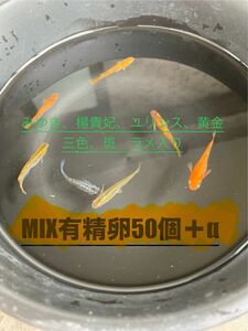 改良メダカMIX有精卵50個＋α 