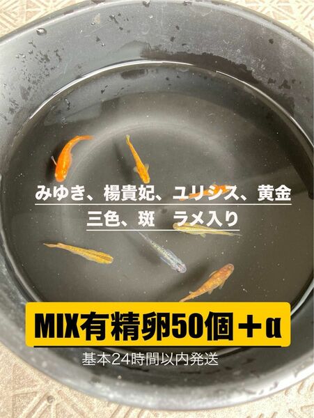 改良メダカMIX有精卵50個＋α