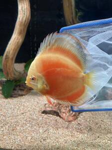  discus a ruby no Golden beautiful individual 