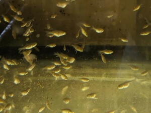 M-62.**.. Japanese wakin **.4 month 2 day .., approximately 20.±. pictured last . parent fish.,100 pcs ~ set.