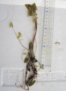 サンタレンドワーフニムファ大きめ根茎苗B　ニムファ　水草 熱帯睡蓮