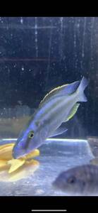 アフリカンシクリッド Dimidiochromis compressiceps Chisumulu gold 7-12㎝　オス　ドイツ産　写真個体販売　レア種