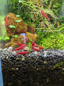  red fire - shrimp ( ultimate fire shrimp )10 pcs free shipping 