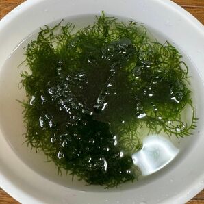 水草　ウィローモス　30g メダカ　金魚　観賞魚　無農薬