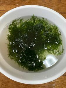 水草　ウィローモス　30g メダカ　金魚　観賞魚　無農薬