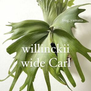 オリジナル willinckii wide curl ウィリンキー ビカクシダ oc pup 子株の画像1