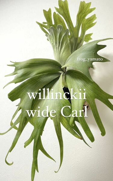 オリジナル willinckii wide curl ウィリンキー ビカクシダ oc pup 子株