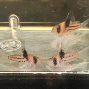 コルレア 3匹 3.5〜4cm前後 死着補償あり 熱帯魚 コリドラス の画像9