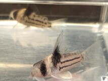 コルレア 3匹 4cm前後 死着補償あり 熱帯魚 コリドラス _画像5