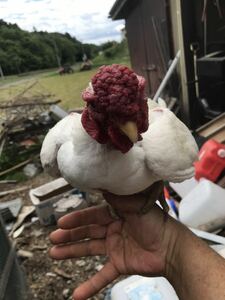 (食用の有精卵)白小軍鶏　　　　　　　　　　　　5個出品