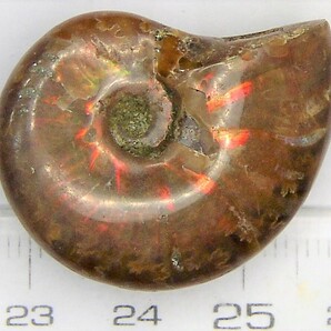 赤く輝くアンモナイト化石クレオニセラス（e)の画像1