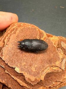 【ボルネオ便】アクミナートゥスネブトクワガタ（Aegus accuminatus）WD成虫♀単品④