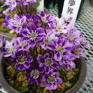 雪割草 No.５３  紫すだれ良花混合の種子の画像4