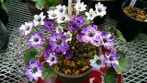 雪割草　No.９２　咲き分け　紫空真の種子