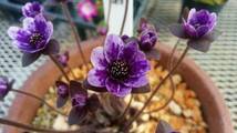雪割草　No.１０２　紫すだれ良花混合の種子_画像6