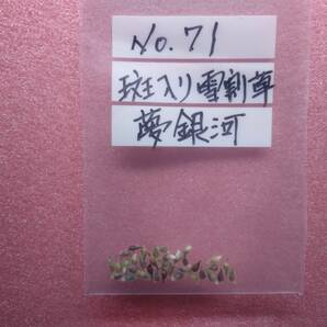 斑入り雪割草 No.７１  佐渡原種 夢銀河の種子の画像3