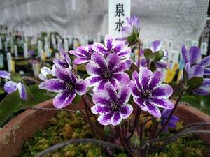 雪割草　No.１０２　紫すだれ良花混合の種子