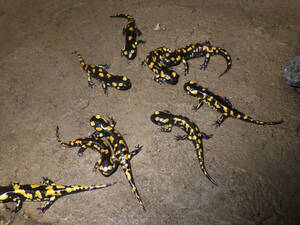 2024CB leak nika fire salamander size 6cm rank 3 pcs set that 1