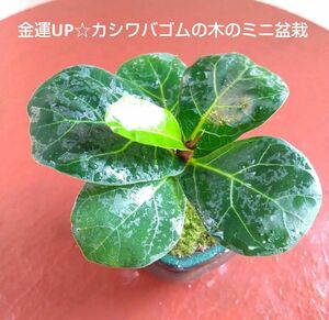金運UP☆丸い葉がお金を包み込む カシワバゴムの木のミニ盆栽 素敵な盆栽鉢付き