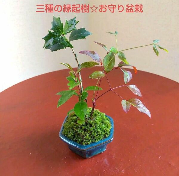魔よけ、難を転じる☆ヒイラギと南天、姫榊のミニ盆栽☆素敵な六角形の盆栽鉢付き。