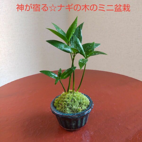 縁起の良いご神木、縁結びの木☆梛(ナギ)の木のミニ盆栽　可愛いお花型盆栽鉢付き