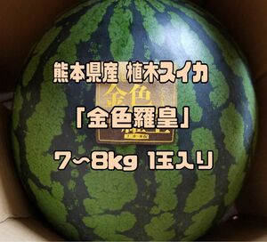 熊本県産 植木スイカ 金色羅皇 7~8kg 1玉入り