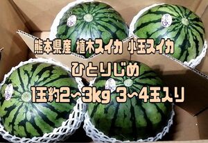 熊本県産 植木スイカ 小玉スイカ ひとりじめ 1玉約2~3kg ３~4玉入り 家庭用