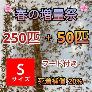 250匹＋死着補償20%春の増量祭＋50匹オマケで餌付きヨーロッパイエコオロギSサイズ　送料無料