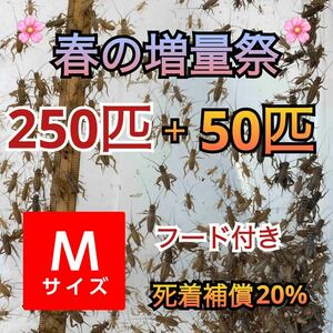 250匹＋死着補償20%春の増量祭＋50増量オマケで餌付きヨーロッパイエコオロギMサイズ　送料無料