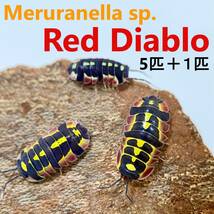 【5匹＋１匹】メルラネラ レッドディアブロ Meruranella sp. Red Diablo 5匹＋1匹（死着保証） ダンゴムシ_画像1