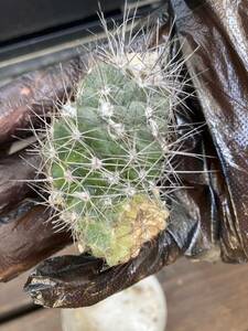 送料無料！コピアポア　マリティマ Copiapoa maritima◇多肉サボテン 黒王丸カクタス