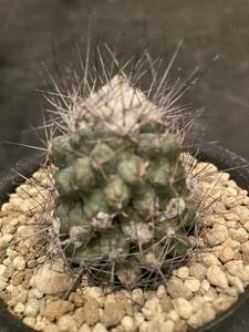 コピアポア　マリティマ Copiapoa maritima多肉サボテン 黒王丸カクタス◇