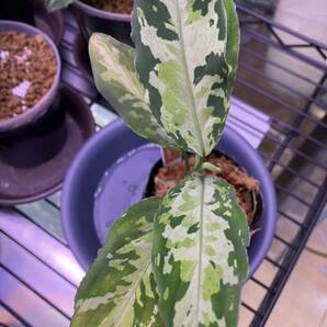 LA便 Aglaonema pictum Ache Sumatera 【LA0222-1z】 アグラオネマ ピクタム 熱帯植物の画像5