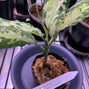 LA便 Aglaonema pictum Ache Sumatera 【LA0222-1z】 アグラオネマ ピクタム 熱帯植物の画像6