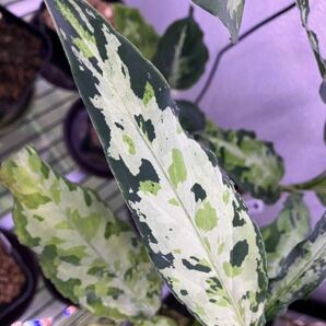 LA便 Aglaonema pictum Ache Sumatera 【LA0222-1z】 アグラオネマ ピクタム 熱帯植物の画像3