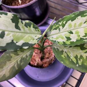 LA便 Aglaonema pictum Ache Sumatera 【LA0222-1z】 アグラオネマ ピクタム 熱帯植物の画像4