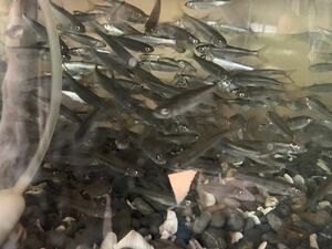 淡水魚★オイカワ5〜7cm 25匹セット　保証分1割付き　他同梱可能。