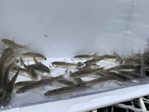 淡水魚★クチボソ『モツゴ』±2.5〜4cm 200匹セット　　死着保証有り 他同梱可能。