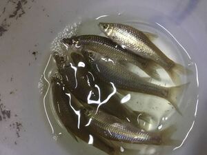 淡水魚★クチボソ±6〜8cm 30匹　死着保証有り　他同梱可能。