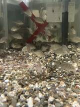 観賞魚・海水魚★キビレ（キチヌ）±3〜5cm 5匹セット 他同梱可能、80サイズ　死着保証あり。　_画像2